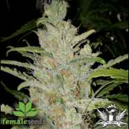 Female Seeds White Grapefruit